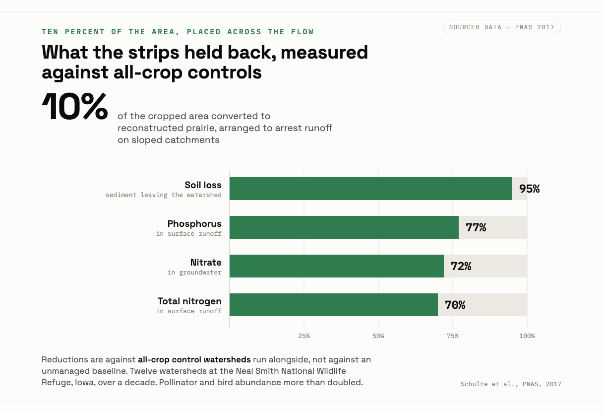 Four bars showing reductions measured against all-crop control watersheds when ten percent of the cropped area was converted to prairie strips: soil loss down ninety five percent, phosphorus in surface runoff down seventy seven percent, groundwater nitrate down seventy two percent, and total nitrogen in runoff down seventy percent.