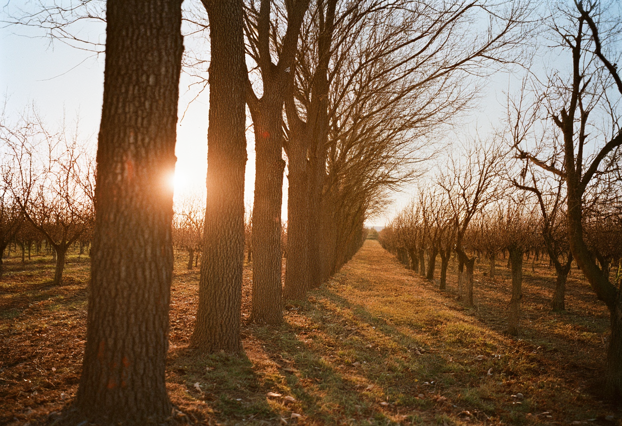 Low sun through a row of poplar trunks, throwing hard alternating bands of light and shadow across an orchard.